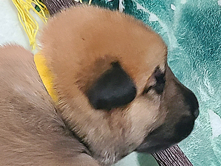 chinook puppy